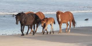 These horses are such a significant cultural and historic resource to our area that the spanish mustang was designated as the official state horse of north carolina in 2010. 28 Wild Horses Drown In Outer Banks North Carolina During Hurricane Dorian