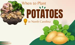 To Plant Potatoes In North Ina