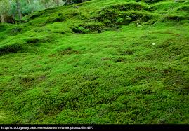 natural carpet of moss royalty free