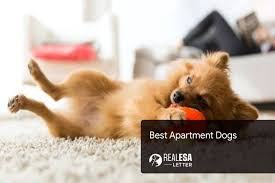 great apartment dog breeds