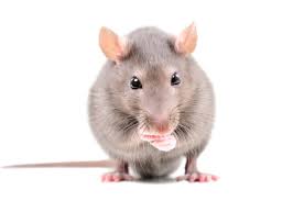 Humane Rodent / Rat Control Services - Seattle Region
