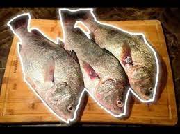 are freshwater drum good to eat we