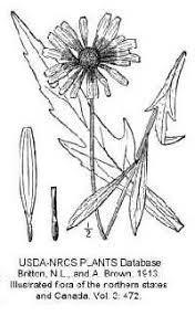 Rudbeckia fulgida var. speciosa - Online Virtual Flora of Wisconsin