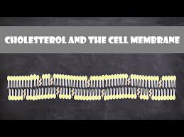cholesterol and the cell membrane