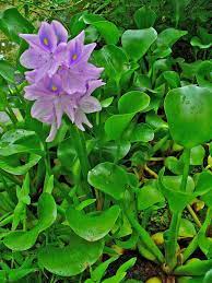Water hyacinth (Eichhornia crassipes) | Feedipedia