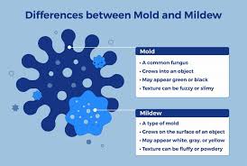how to spot mold on mattress what to