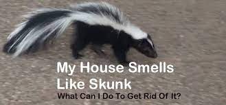 My House Smells Like Skunk What Can I
