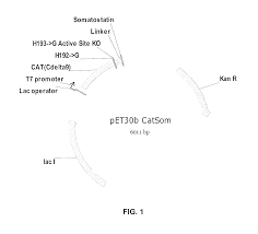 Medical device contract manufacturing services. Us7943143b2 Chloramphenicol Acetyl Transferase Cat Defective Somatostatin Fusion Protein And Uses Thereof Google Patents