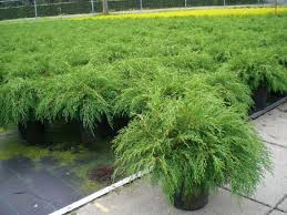 garden plants siberian carpet cypress