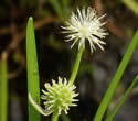 Sparganium natans (Small Bur-reed): Minnesota Wildflowers