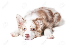 Red Merle Border Collie Puppy Portrait On The White Background