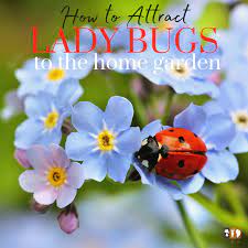 how to attract ladybugs to the garden