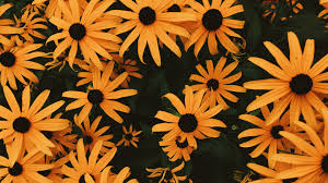 If you like, you can download pictures in icon format or directly in png image format. Wallpaper Coneflowers Flowers Flowerbed Many Aesthetic Wallpapers For Chromebook 488550 Hd Wallpaper Backgrounds Download