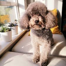 poodle grooming in vancouver bc