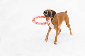 brown pedigreed dog playing with orange