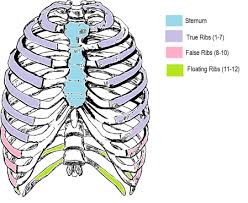 the thoracic cage function types of