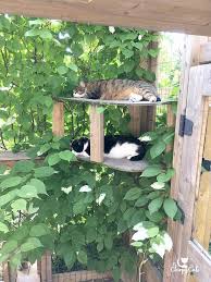 Create A Cat Garden That You And Your