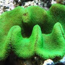 fluorescent green carpet anemone