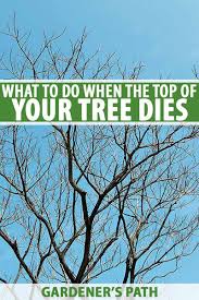 Dying trees can be saved, if and only when you know how to prevent the progression of the problem. What To Do When The Top Of Your Tree Dies Gardener S Path