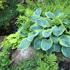 6 Best Plants For A Shade Garden The