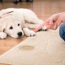 which carpet is best for pets