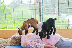 goat yoga in martha s vineyard