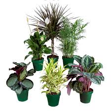 Costa Nursery Premium Tropical Plants