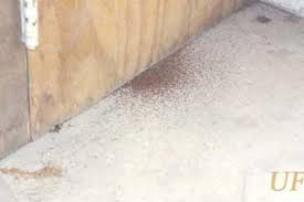 What Does Termite Damage Look Like