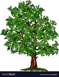 summer tree royalty free vector image