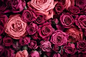 light pink and dark pink roses