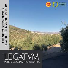 Legatum Aove - ¿Qué tienen de especial los olivares de montaña? Todos los  olivares con los que producimos nuestro AOVE Legatum están situados en  zonas montañosas. En estas zonas escarpadas, los olivares