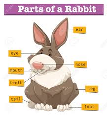 Diagram Showing Parts Of Rabbit Illustration