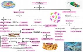 mapa conceptual células eucarionte y