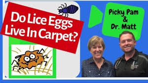 lice eggs live in the carpet