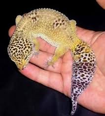 How To Find Out If A Leopard Gecko Is Fat Care Guides For
