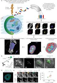 subcellular localization of