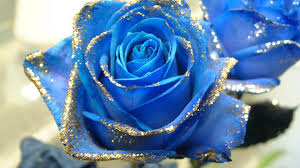 blue rose background 41 pictures