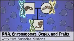 Dna is the base substance from which all things build from. Dna Chromosomes Genes And Traits An Intro To Heredity Youtube