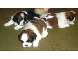 Shih tzu puppies for adoption in va. Shih Tzu Puppies In Maryland