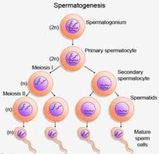 Spermatogenesis Process Biology Physiology Teaching
