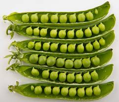 Plant the seeds 1 to 1½. Pea Wikipedia