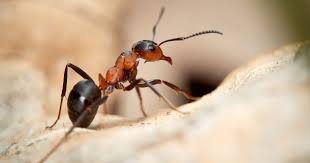 darwin ants control of darwin ants