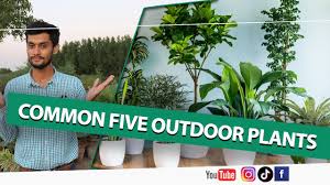 common five outdoor plants common