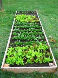 how to build raised vegetable garden