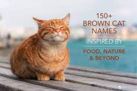 150 brown cat names inspired by food