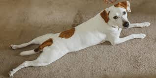 dog splooting cute dog stretching or