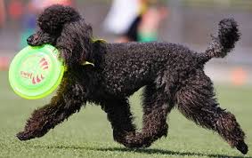 toy poodles what s good about em