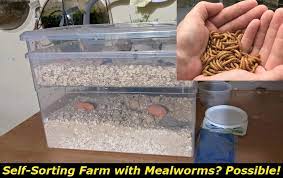 Self Sorting Mealworm Farm What
