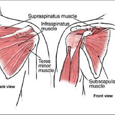 The shoulder joint offers a fuller range of motion than any other joint in the the bicep has two shoulder tendons: The Muscles And Tendons That Form The Rotator Cuff And Stabilize The Download Scientific Diagram
