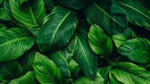 green leaves backgrounds wallpapers